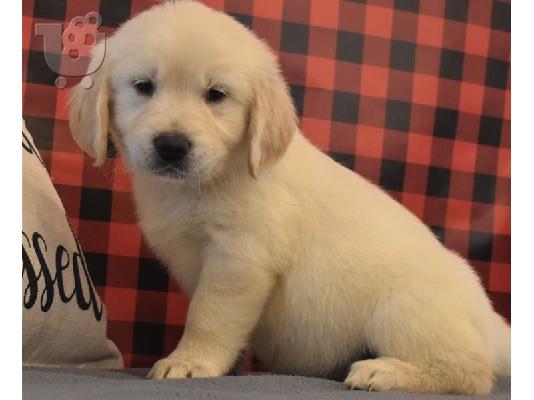 Goldern retriver Puppies for sales